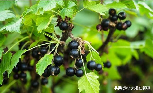 黑加仑吃起来和葡萄一样,黑加仑味道和葡萄一样吗