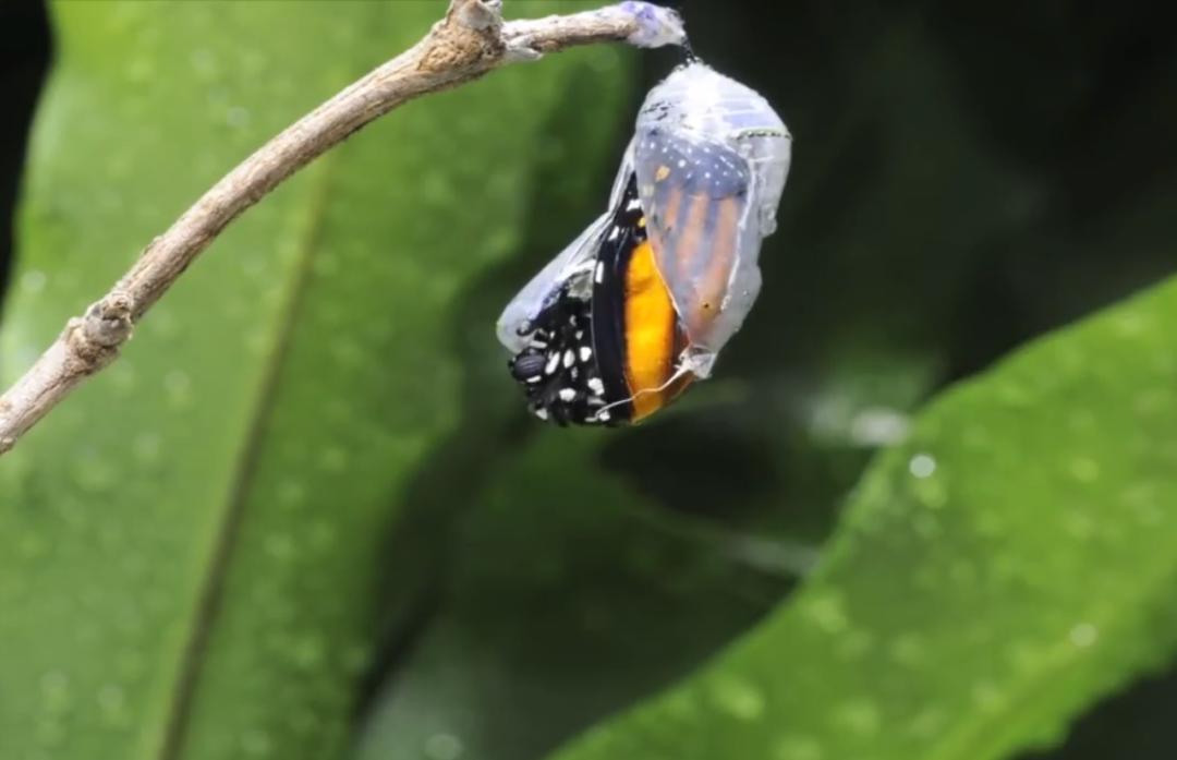 “夺命的CE”——电将军成功拿下，破茧成蝶，直捣欧美