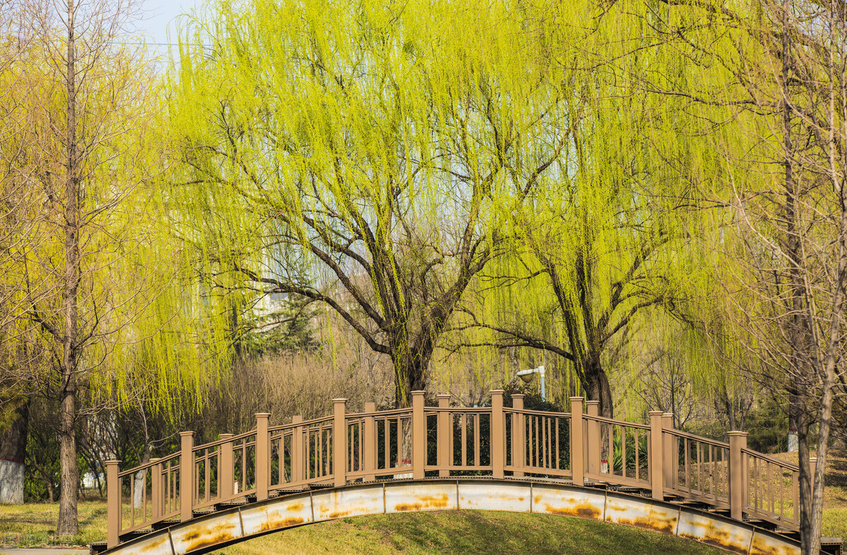 一般的柳树,另类的柳树