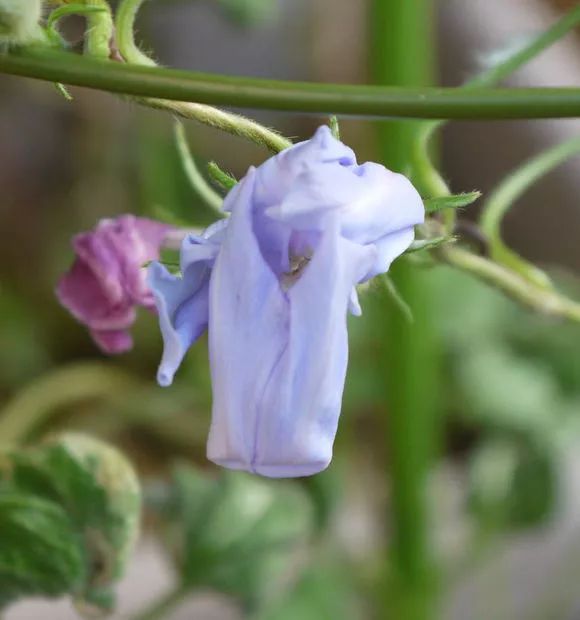 牵牛花到处游,牵牛花随便种