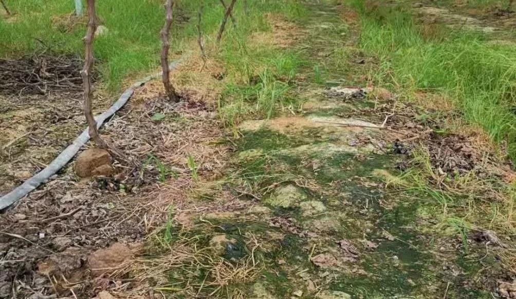 如何把树憋死,树怎样容易死