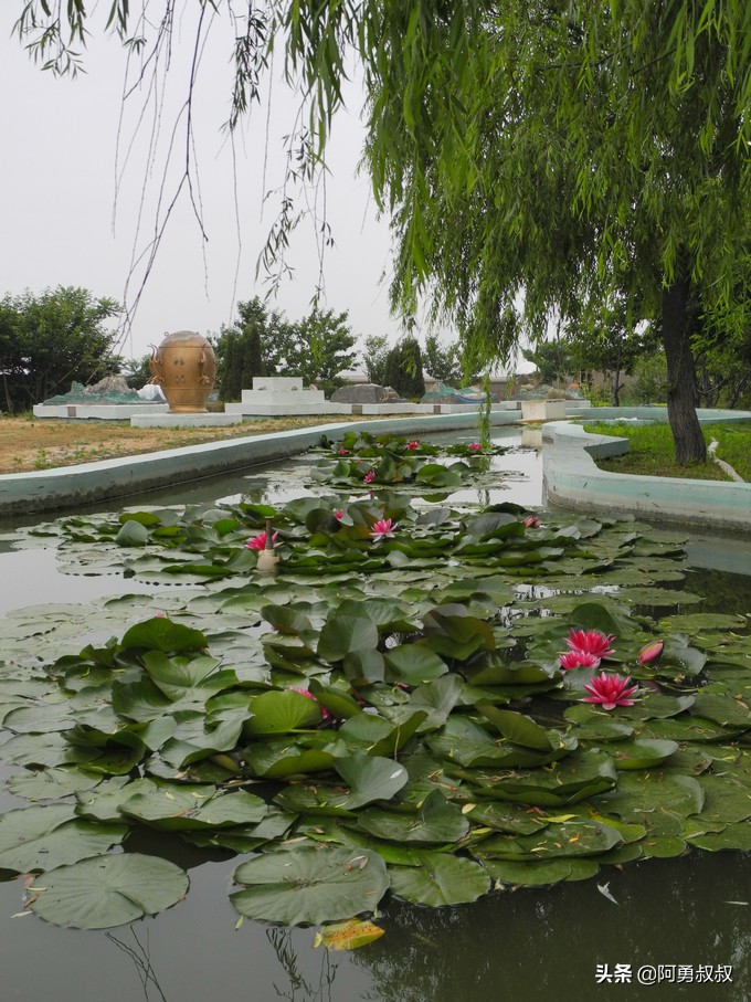 经验分享百强榜,青岛二中顶尖学子