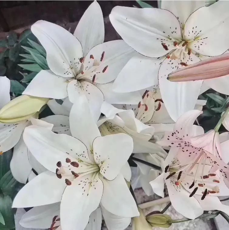 秋日赏花,百合必须要拥有姓名