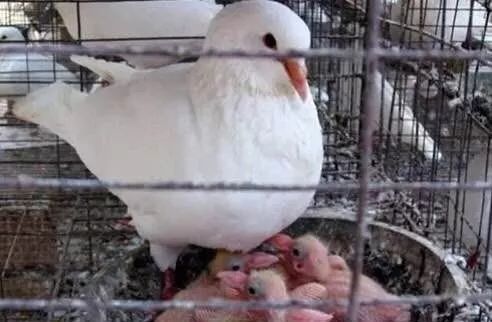 肉鸽养殖技术高效,肉鸽养殖技术全程指导