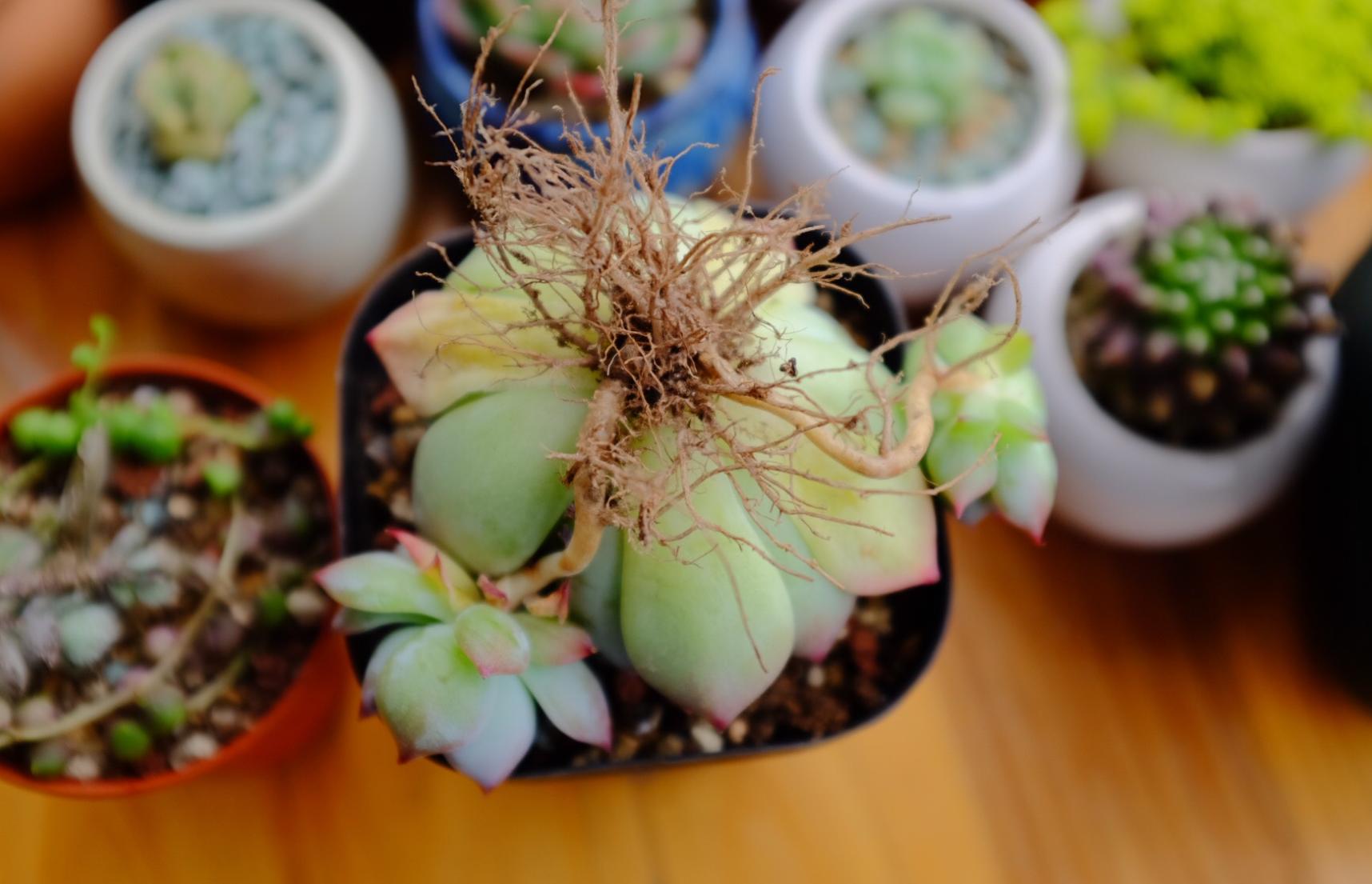 网购多肉不好养怎么办视频,多肉怎么服盆不僵苗