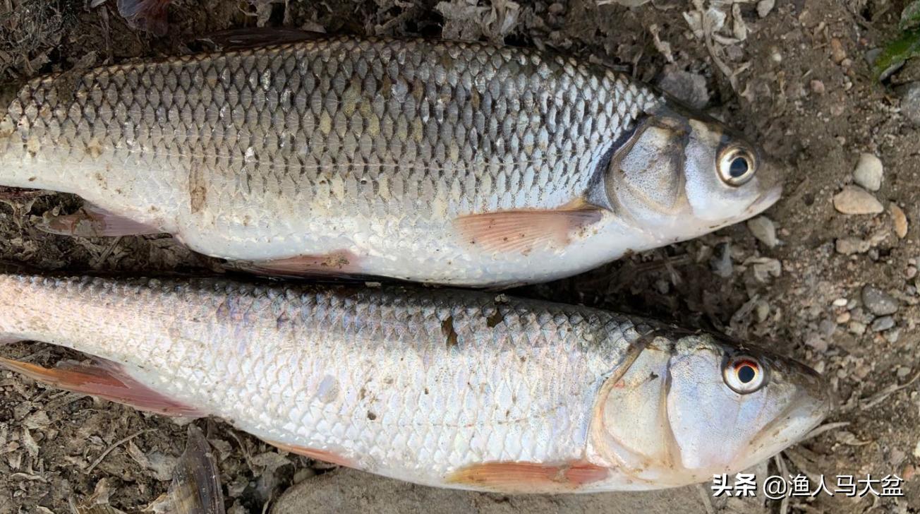 手竿钓瓦氏雅罗鱼用什么味型饵料,瓦氏雅罗鱼喜欢在什么地方