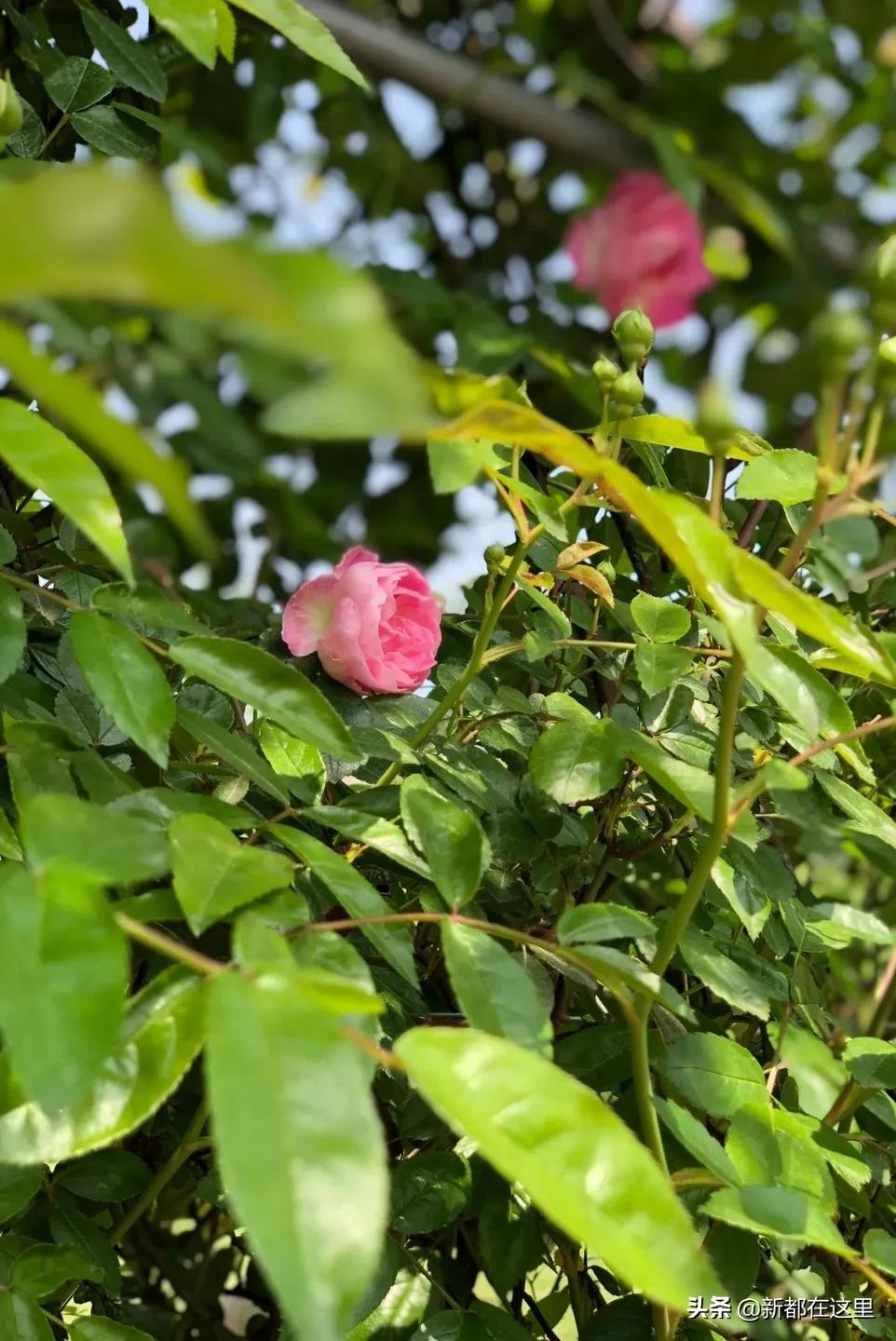 周末新都耍了一圈，朋友都以为我出了趟国