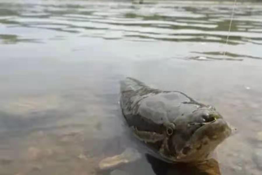 黑鱼在水里有多凶猛,黑鱼很凶猛炸鳞