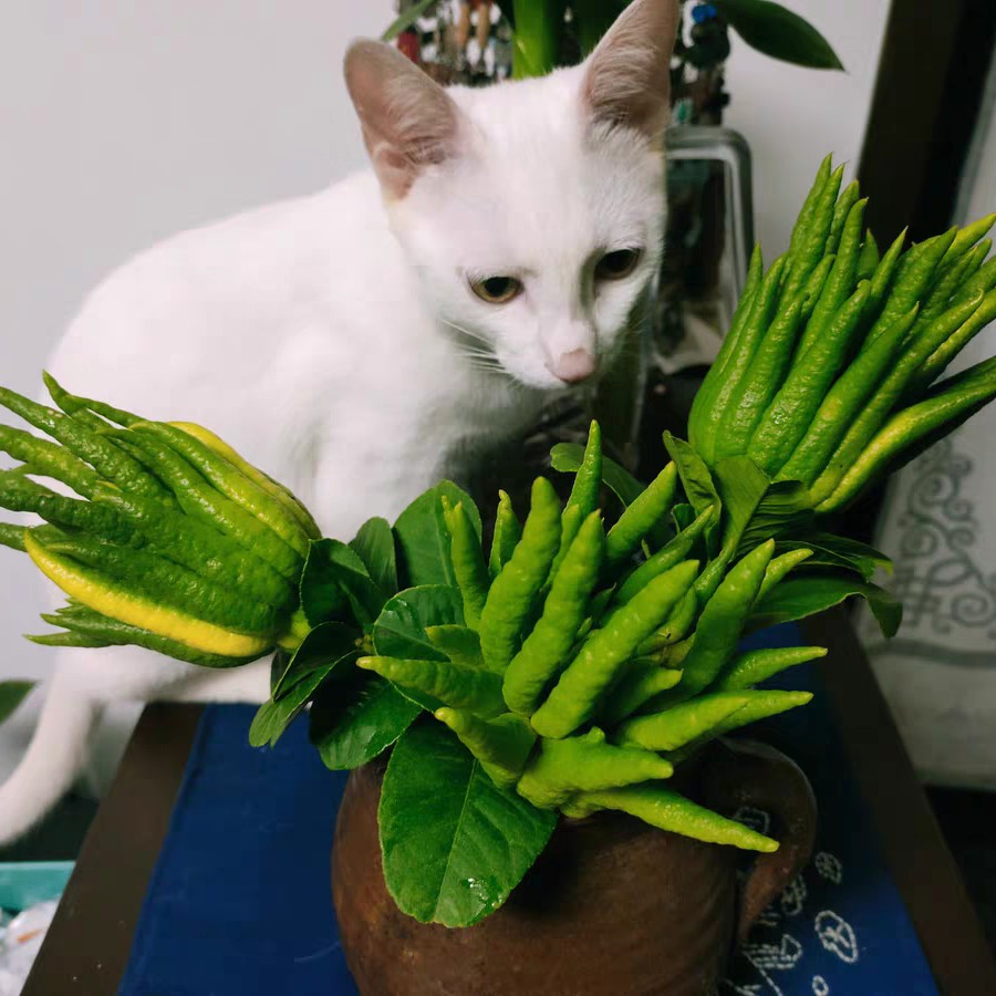 小时候怎么没听说过佛手瓜,佛手瓜和佛手不是一种东西吧