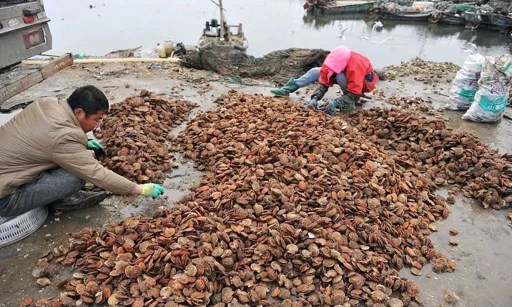 海肠海虹,海虹鲍鱼和海肠