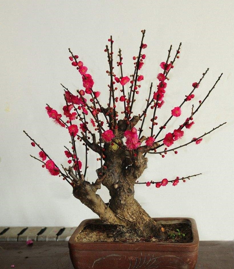 北方室内养红梅怎么养才能开花,北方冬季养红梅的十大禁忌