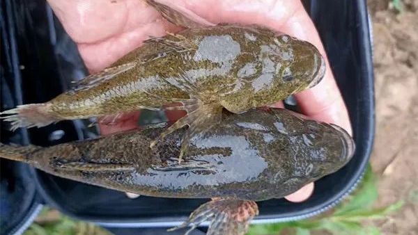 悬坠钓线组图解,悬坠钓法钩子都是斜着触底的