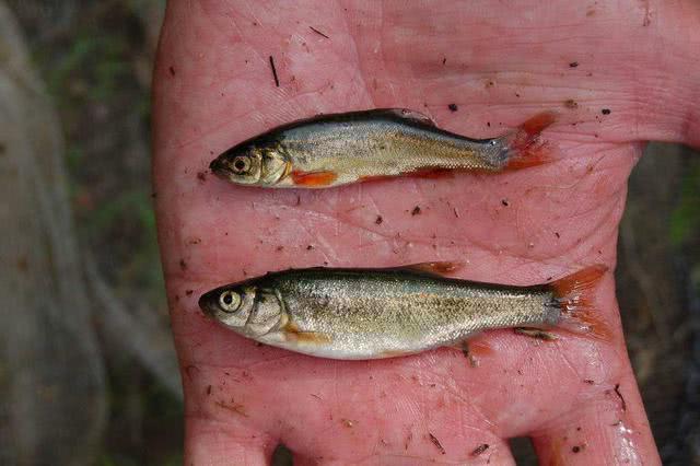 在中俄边界有这么一条原始河流,可以钓到冷水鱼“湖鱥”