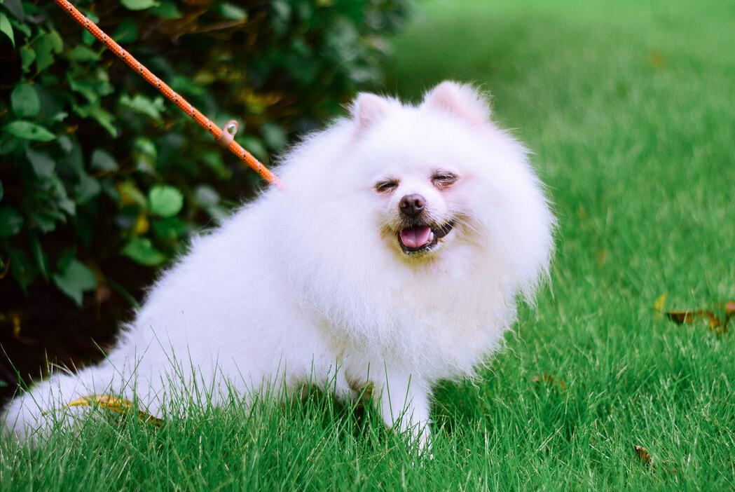 博美犬掉毛严重怎么治,博美犬真菌感染掉毛怎么治