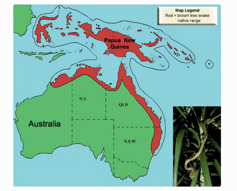澳洲女子开窗发现蟒蛇,澳洲女子发现蟒蛇