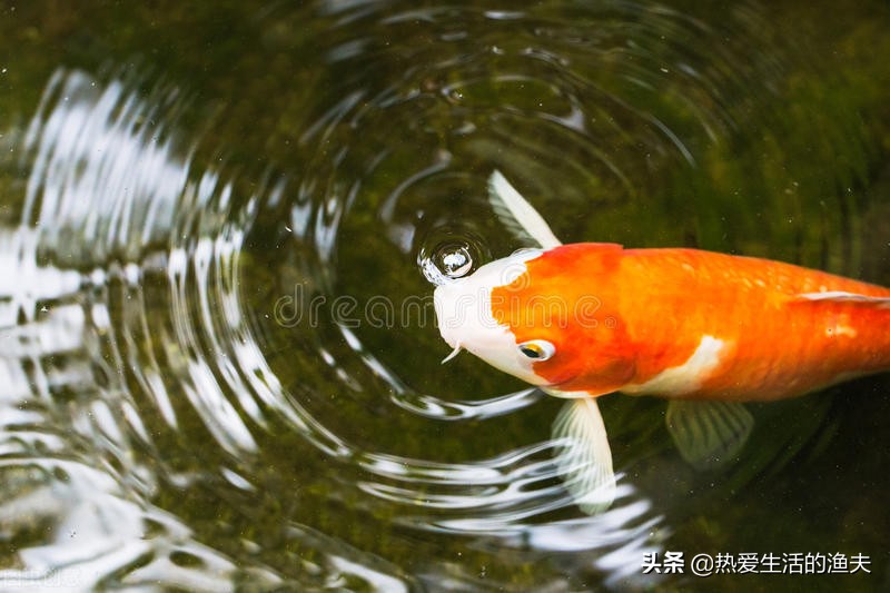 锦鲤饲养教程视频,蝴蝶锦鲤饲养技巧