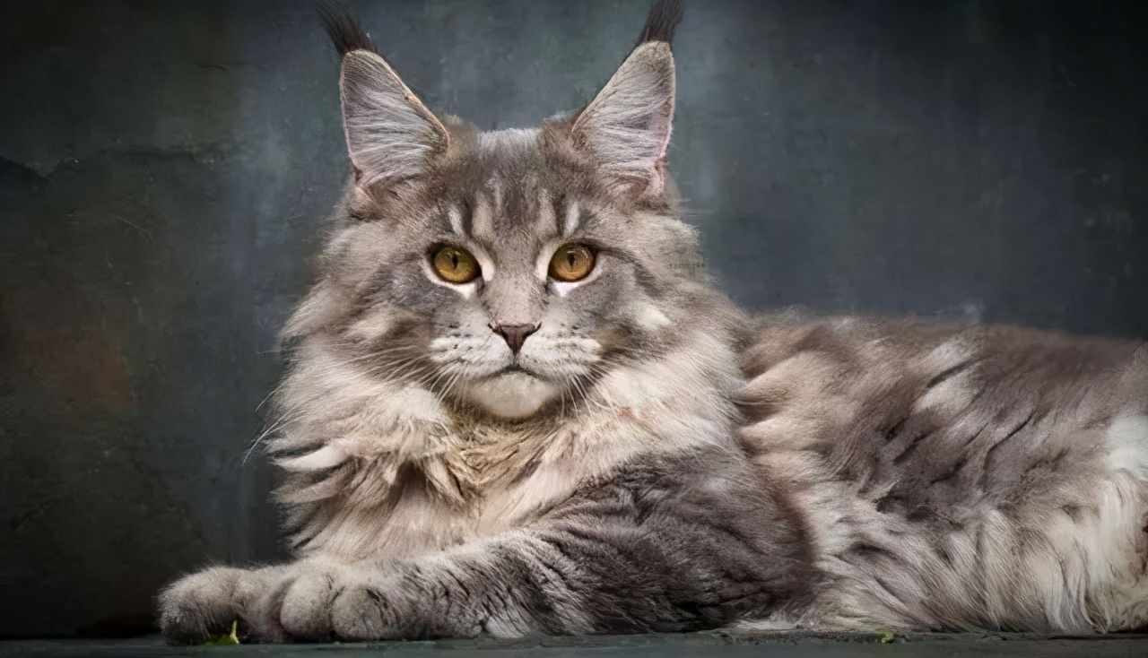 常见的猫咪品种,猫咪常见品种