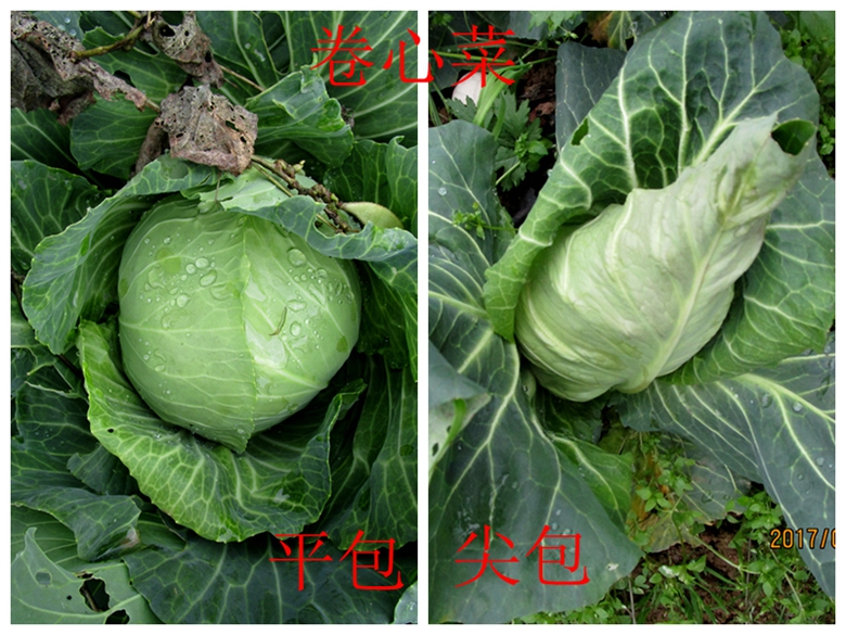 蔬菜档案甘蓝类,甘蓝蔬菜档案介绍