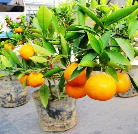 哪些阳台盆栽观花观叶也观果,观果盆栽有哪些品种
