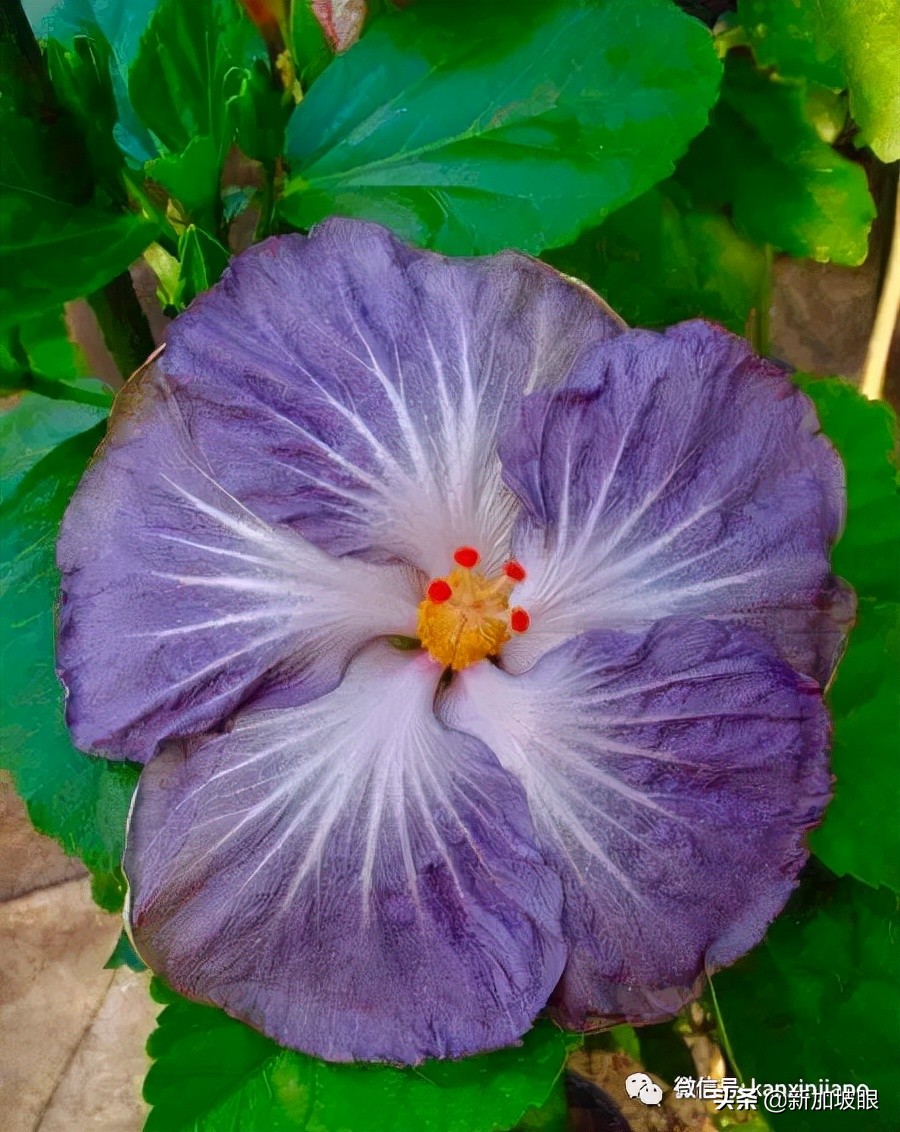 扶桑花和木槿花的区别图片,扶桑木槿花图片