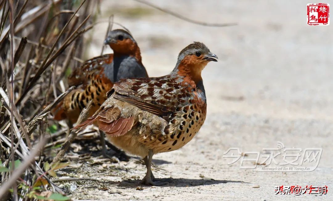 中国绿都最氧三明湿地公园,中国绿都最氧三明宁化