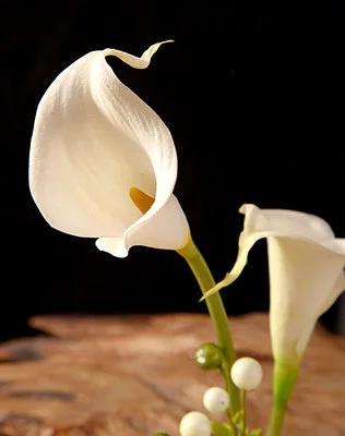 马蹄莲要醒花吗,马蹄莲一年开一次花