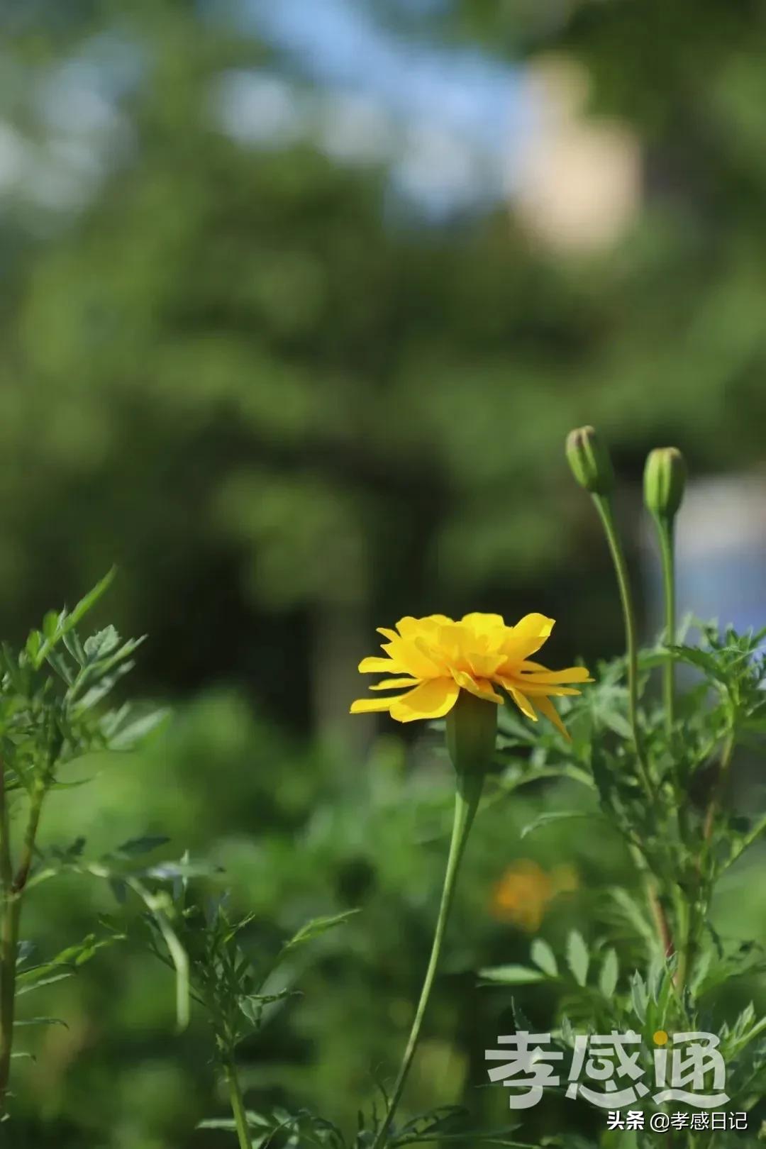 孝感出发旅游攻略路线,湖北孝感的旅游攻略