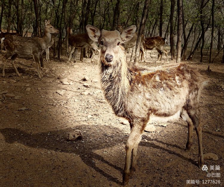 洛阳市宜阳凤凰岭射箭,宜阳县凤凰岭体育基地