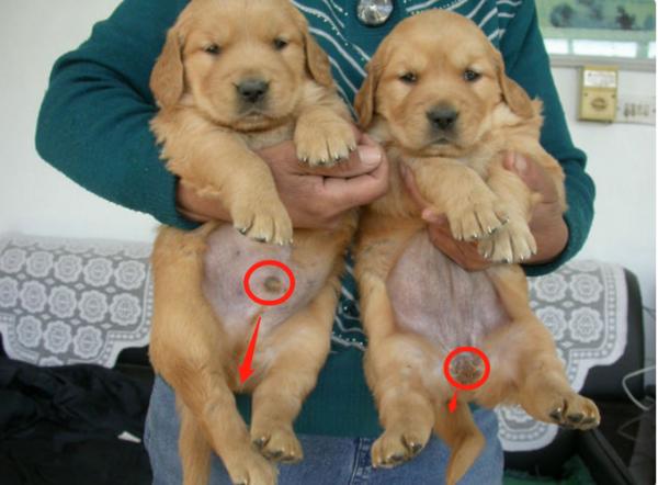 狗狗第一次来月经怎么办,狗狗初次来月经要怎么护理