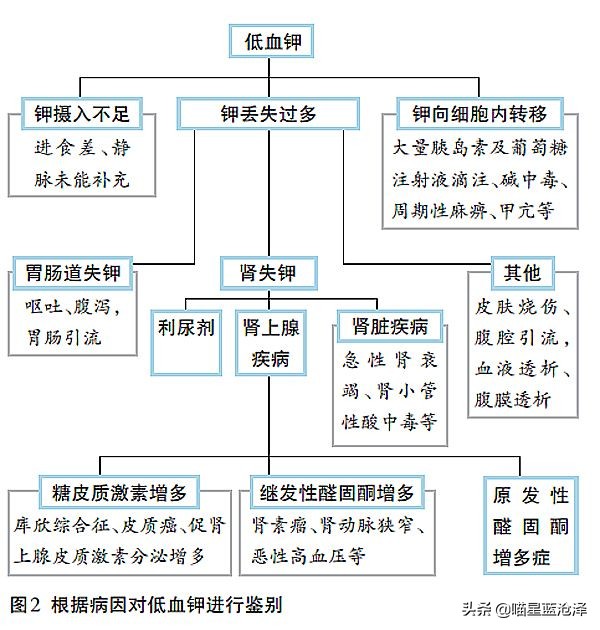 猫得肠胃炎的症状治疗需要多少钱,猫肠胃炎科普