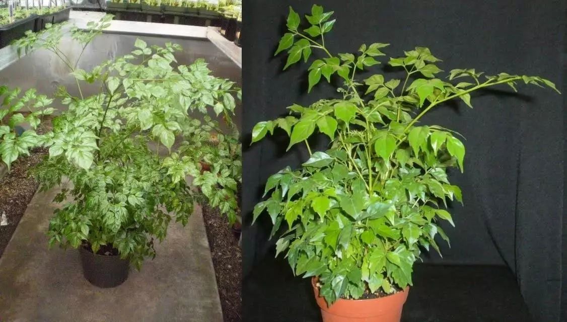 幸福树可以提高空气湿度吗,幸福树可以增加空气湿度吗