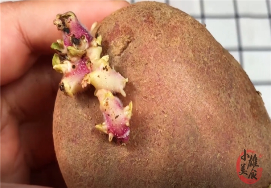 土豆发芽有毒教育视频,发芽的土豆有毒千万不要吃