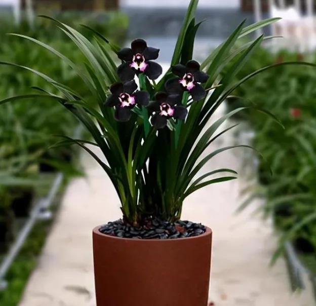 兰花高洁的古诗,高洁典雅的兰花壁纸