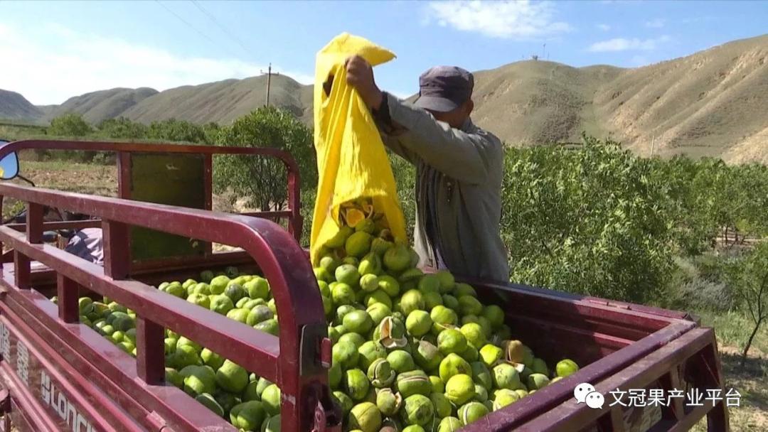 文冠果籽怎么吃好吃,文冠果嫩叶怎么吃