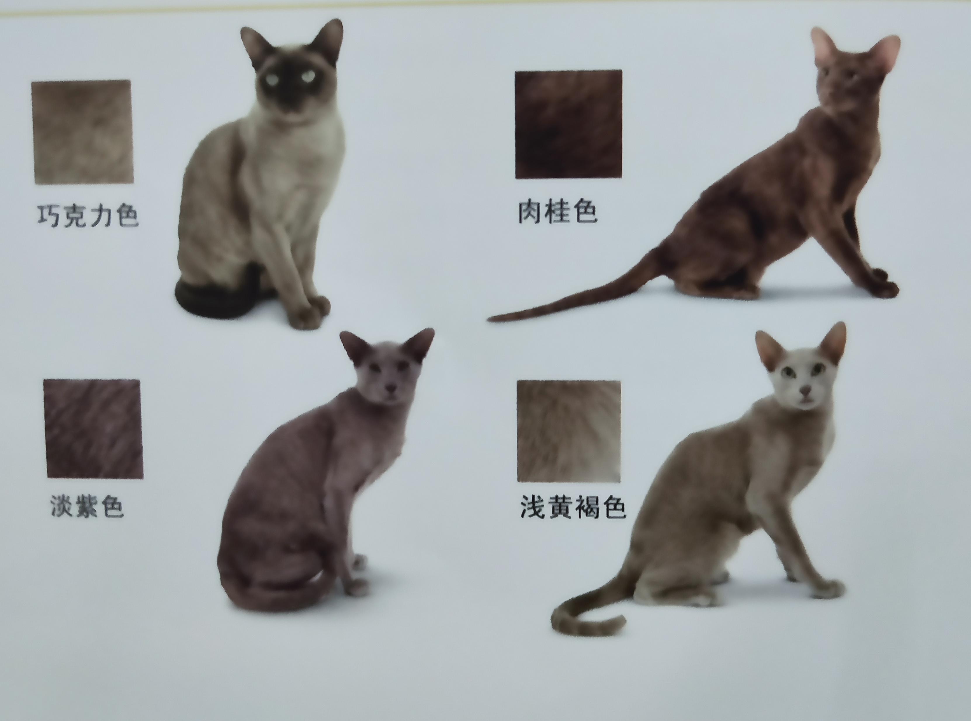 有些人家里养了非常多的猫咪,很多人都养猫咪的原因