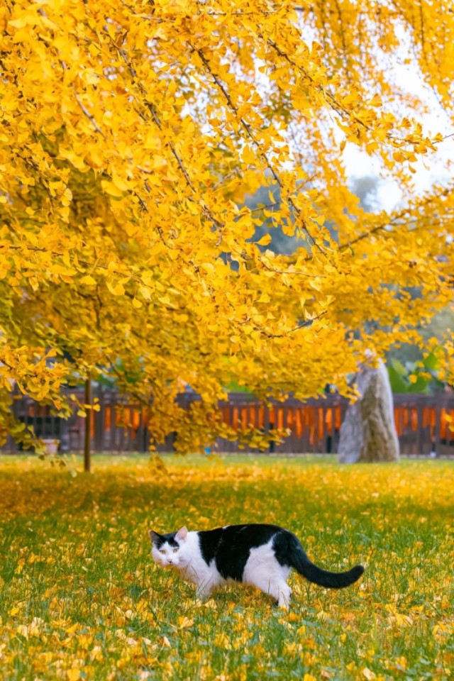 致流浪猫的一封信,写给我们家猫咪的四封信