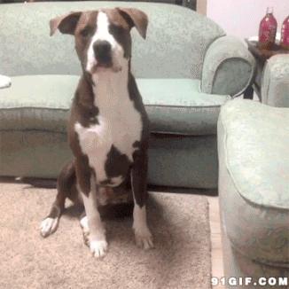 狗狗外出总是乱吃垃圾怎么办,怎么预防狗狗外出乱吃