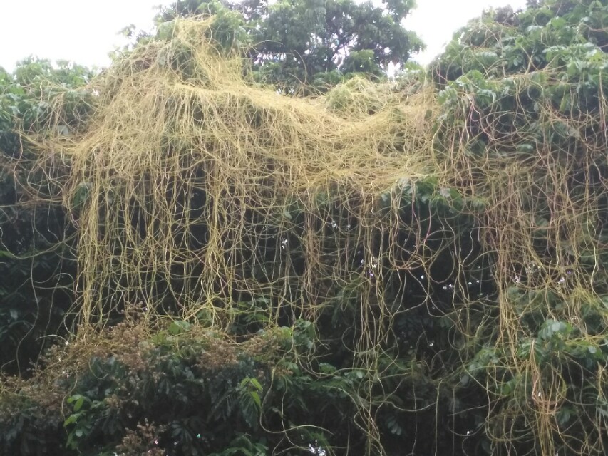 菟丝子的简介,菟丝子的民间叫法