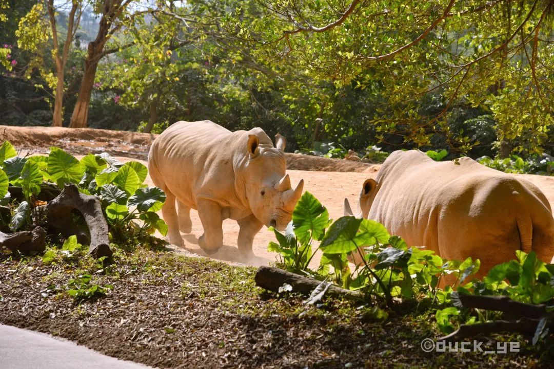 如何玩转广州长隆野生动物世界,自驾长隆野生动物世界攻略