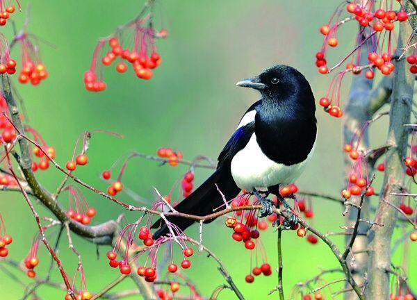 世界所有国家国鸟,世界各国国鸟大全