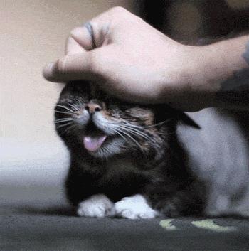 养刺猬太可爱了,养刺猬一周后的体验