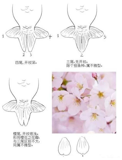 怎样挑选适合自己的金鱼,金鱼的种类及图解