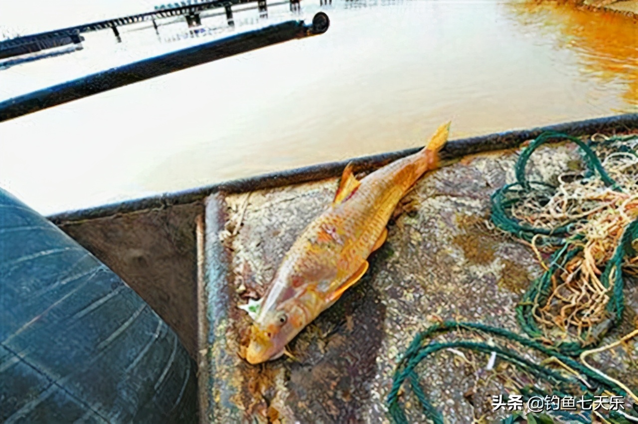 黄河中的淡水鱼,黄河濒临灭绝的鱼