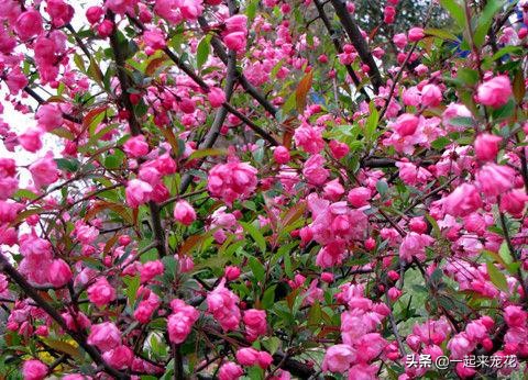 3种能开花的树，树干坚韧有劲，花朵柔美娇嫩