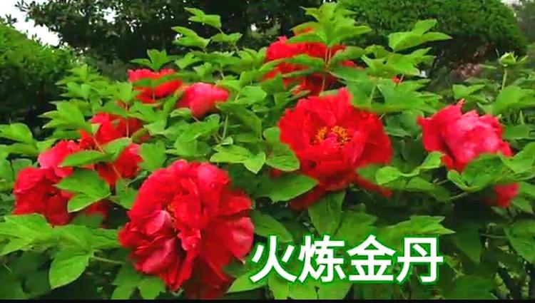 雍容华贵的国之牡丹惊艳了世界,美丽富贵的国花洛阳牡丹