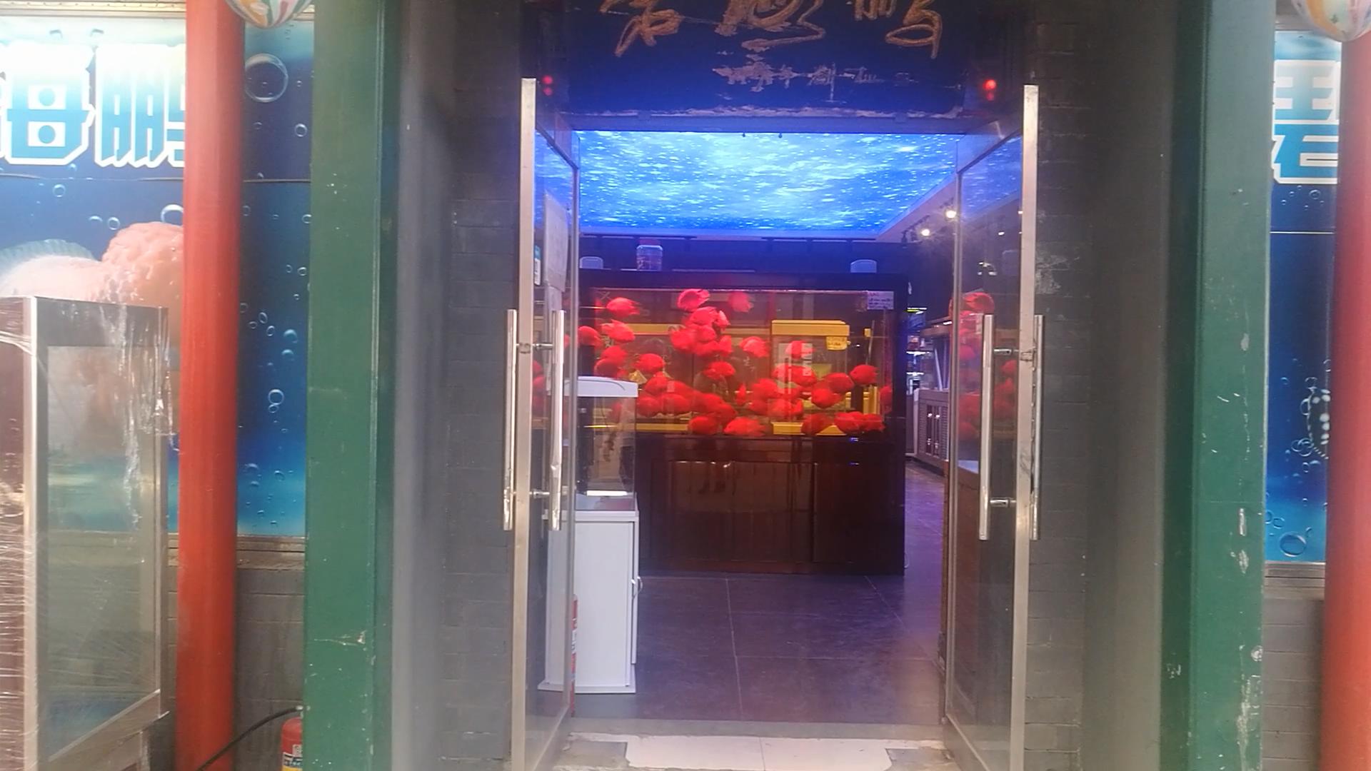 2020年北京观赏鱼批发市场夜市,观赏鱼夜市北京