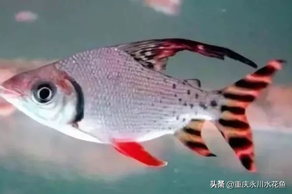 十大最好看的观赏鱼,观赏鱼100种形态