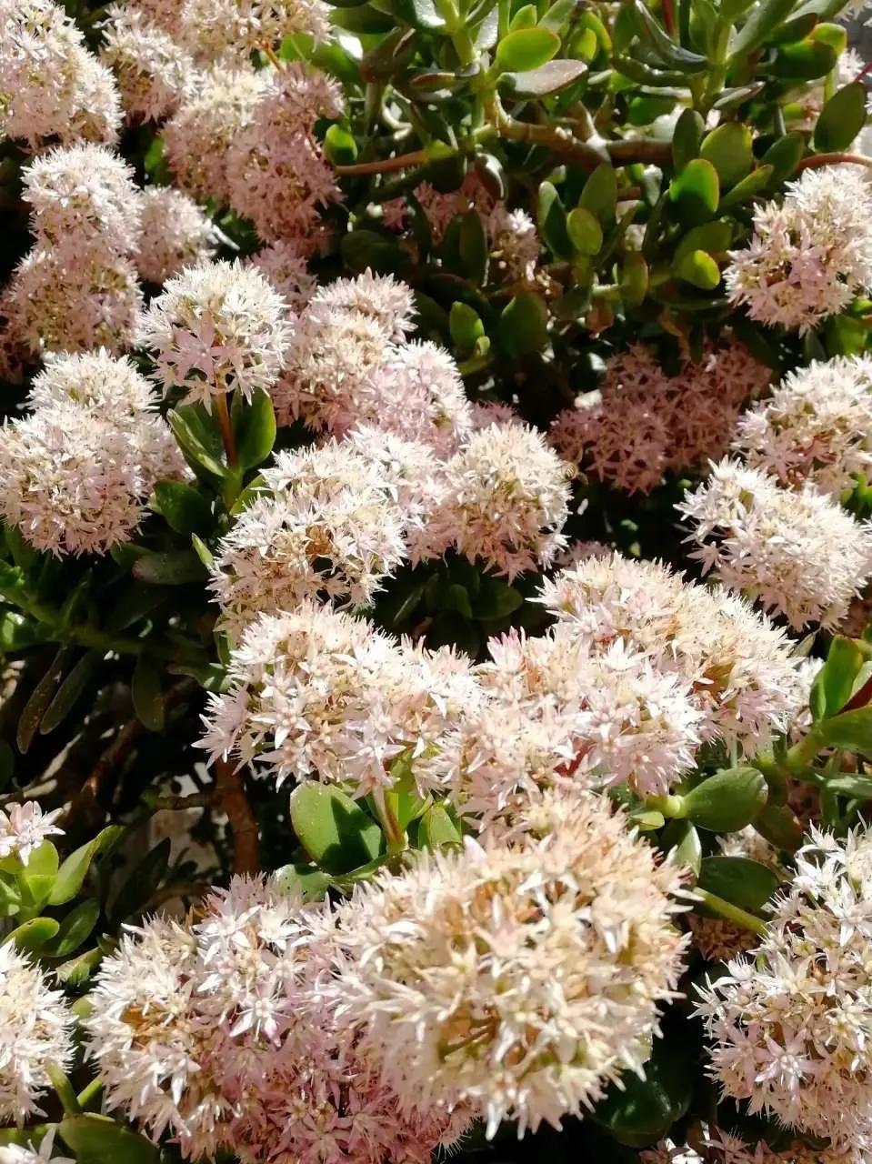 扦插花的养殖方法和技巧,养花扦插有妙招多肉