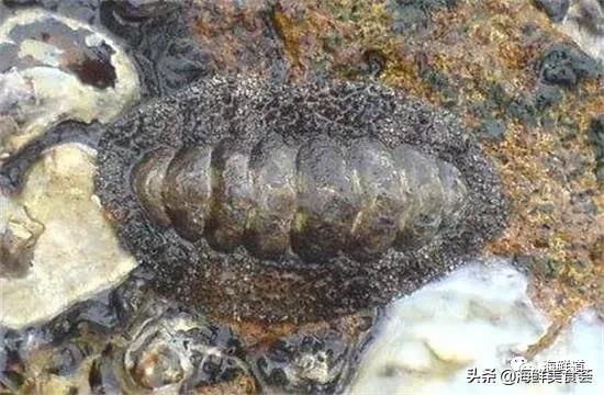 十种最美味海鲜,100种常见海鲜大全图