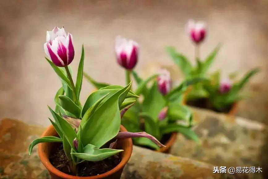 郁金香的种植方法及养护,郁金香养护方法及注意事项